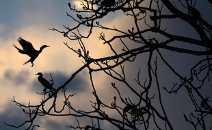Des oiseaux sur un arbre partiellement submergé dans l'eau dans la réserve de Mamiraua, dans l'État d'Amazonas, au Brésil. Le pays abrite plus de la moitié des espèces de plantes et d'animaux du monde, mais ses paradis écologiques sont confrontés aux activités humaines qui vont croissantes.