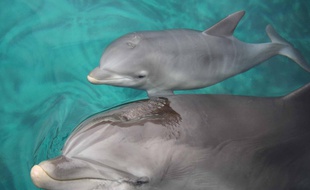 L'un des deux delphineaux nés à Planète sauvage, ici accompagné de sa mère.