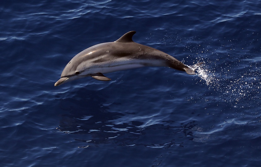 Video Dauphin Coince Dans Le Port De La Ciotat On N Arrive Pas Video Dauphin Coince Dans Le Port De La Ciotat On N Arrive Pas