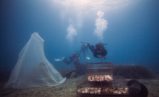Des scientifiques observent de jeunes poissons évoluer dans un biohut, une nursery sous-marine mise au point par la PME montpelliéraine Ecocean.
