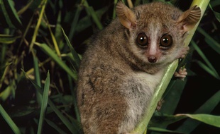 Illustration: Un microcèbe roux, à Madagascar.