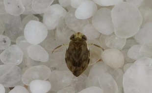 Micronecta scholtzi, la punaise la plus bruyante du monde.