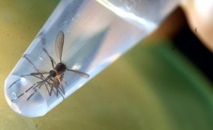 Un moustique Aedes aegypti, vecteur du virus Zika, est photographié dans un laboratoire de l'université du Salvador, à San Salvador, le 3 février 2016