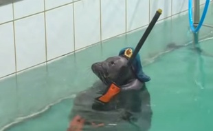 Un phoque déguisé en soldat russe dans un parc aquatique sibérien à l'occasion du 70ème anniversaire de la victoire des Alliés sur l'Allemagne nazie, le 9 mai 2015.