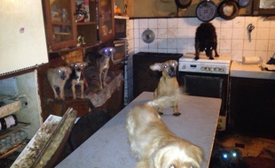 Une partie des chiens libérés ce jeudi matin du logement où ils vivaient confinés à Chelles.