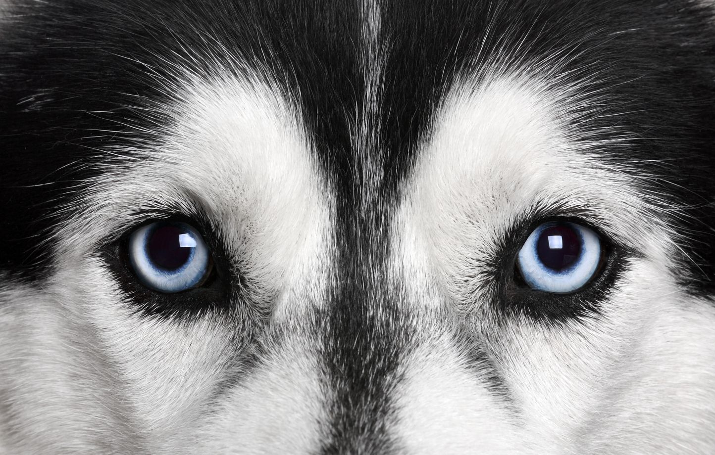 Les chiens voientils le monde en noir et blanc