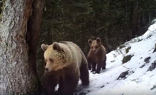 Une ourse des Pyrénées et son ourson de 13 mois filmés à Melles, en Haute-Garonne, le 4 avril 2017.