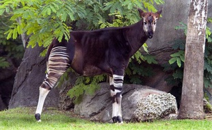 Un okapi (photo d'illustration).