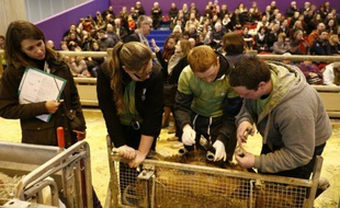 De jeunes éleveurs lors d'un concours de bergers au Salon de l'Agriculture le 27 février 2016 à Paris