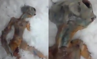 Capture d'écran d'une vidéo montrant le prétendu cadavre d'un alien, en Sibérie.