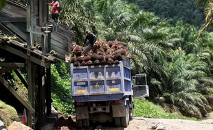 Les plantations d'huile de palme continuent de s'étendre dans le monde au détriment des cultures traditionnelles et des forêts, sans que l'organe supposé encadrer cette croissance, la plate-forme pour une huile de palme durable (RSPO), parvienne à y mettre de l'ordre, dénoncent des chercheurs.