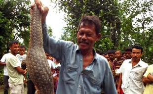 Un villageois indien montre un pangolin chinois capturé à Dogaow, dans l'Etat de l'Assam, au Nord-Est de l'Inde, le 21 juillet 2014