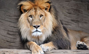 Mandatory Credit: Photo by Slavek Ruta/REX Shutterstock (5152355e)
Barbary Lion 'Simon'
Barbary lion at Olomouc Zoo, Czech Republic - 23 Sep 2015
/Rex_Barbary_lion_at_Olomouc_Zoo_5152355E//1509231021