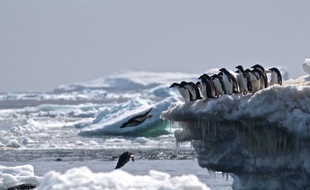 En 2009, la CCAML s'était doté d'un accord-cadre actant la création d'un réseau d'aires marines protégées encerclant l'Antarctique.