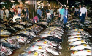 La quasi-totalité des espèces de poissons et de crustacés pêchés pour la consommation auront disparu des océans avant 2050 si les tendances actuelles se poursuivent, ont mis en garde jeudi des scientifiques américains et canadiens.