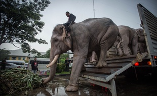 Illustration: Des éléphants arrivent à Bangkok, en Thaïlande le 8 novembre 2016.
