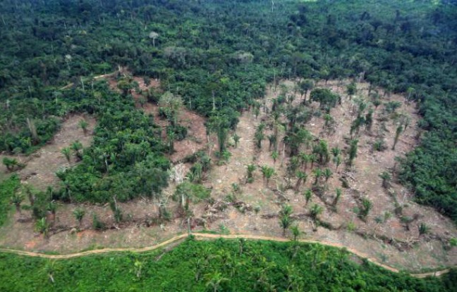Brésil: Pourquoi l'élection de Jair Bolsonaro est une menace pour la forêt amazonienne