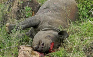 Le nombre de rhinocéros tués par des braconniers pour récupérer leur corne est en passe de dépasser le nombre des naissances de ces mammifères menacés, a mis en garde vendredi l'International Rhino Foundation dans un rapport.