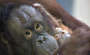 Une femelle orang-outan et son petit