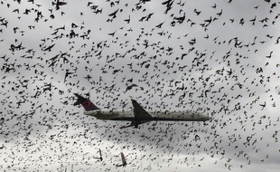 Le péril aviaire est pris en compte par les constructeurs aéronautiques lors de la conception de leurs avions.