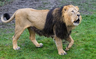 Parys, le lion de 13 ans, a pris ses quartiers à Maubeuge.