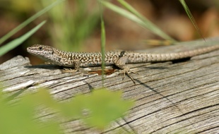 Un lézard des murailles