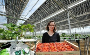 Des serres recouvertes de panneaux solaires à perte de vue : producteur de fraises et de framboises en Anjou, Régis Guiet exploite depuis quelques mois un complexe agrosolaire unique dans l'Ouest et parmi les plus importants du genre en France.