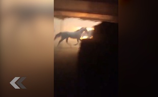 Il sauve des chevaux d'un terrible incendie en Californie - Le Rewind