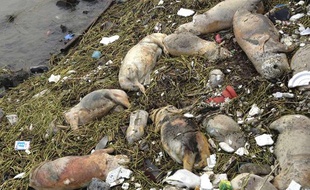 Des cochons ont été retrouvés morts dans une rivière près de Shanghai, en Chine, le 10 mars 2013.
