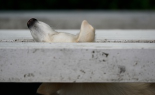 Un chien sur un balcon. Illustration.