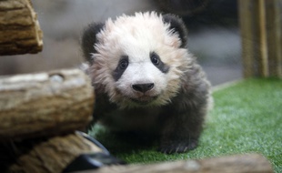Le bébé panda de Beauval a fêté ses cinq mois ce 4 janvier 2018 et doit faire sa première sortie publique ce 13 janvier.