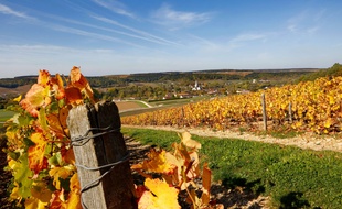 Un champ de vigne (pas du tout dans le Vaucluse, mais ceci est une photo d'illustration).