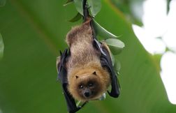 Plainte déposée après l’euthanasie de 200 chauves-souris au zoo de Montpellier
