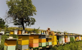 Un projet de réseau de 30.000 ruches équipées de capteurs permettant de recueillir et de transmettre à distance des données environnementales à l'échelon européen a été présenté jeudi au forum 4i de Grenoble, consacré aux innovations technologiques