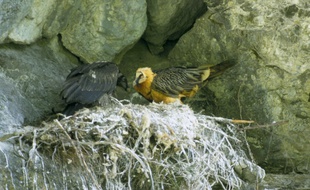 Gyapètes barbus dans le Parc national des Pyrénées.