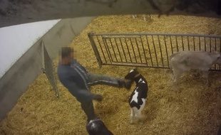 Les images publiées par L214 montrent que des veaux sont fréquemment malmenés à coups de pied et de poing.