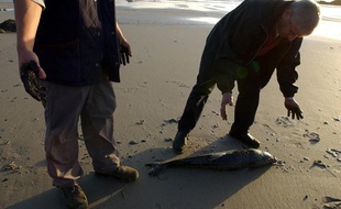 Après le naufrage du Prestige en 2002, des bébés dauphins se sont échoués sur les plages espagnoles.