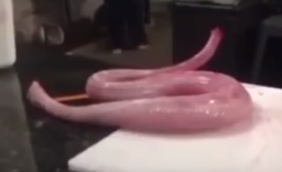 Aux Etats-Unis, un serpent prêt à être cuisiné s'est remis à bouger.