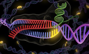 La méthode CRISP-Cas9 permet de modifier un brin d'ADN.