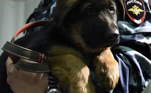 Un policier russe porte le chiot Dobrynya lors de la cérémonie de remise officielle à la France, à l'ambassade de Franc eà Moscou, le 7 décembre 2015.