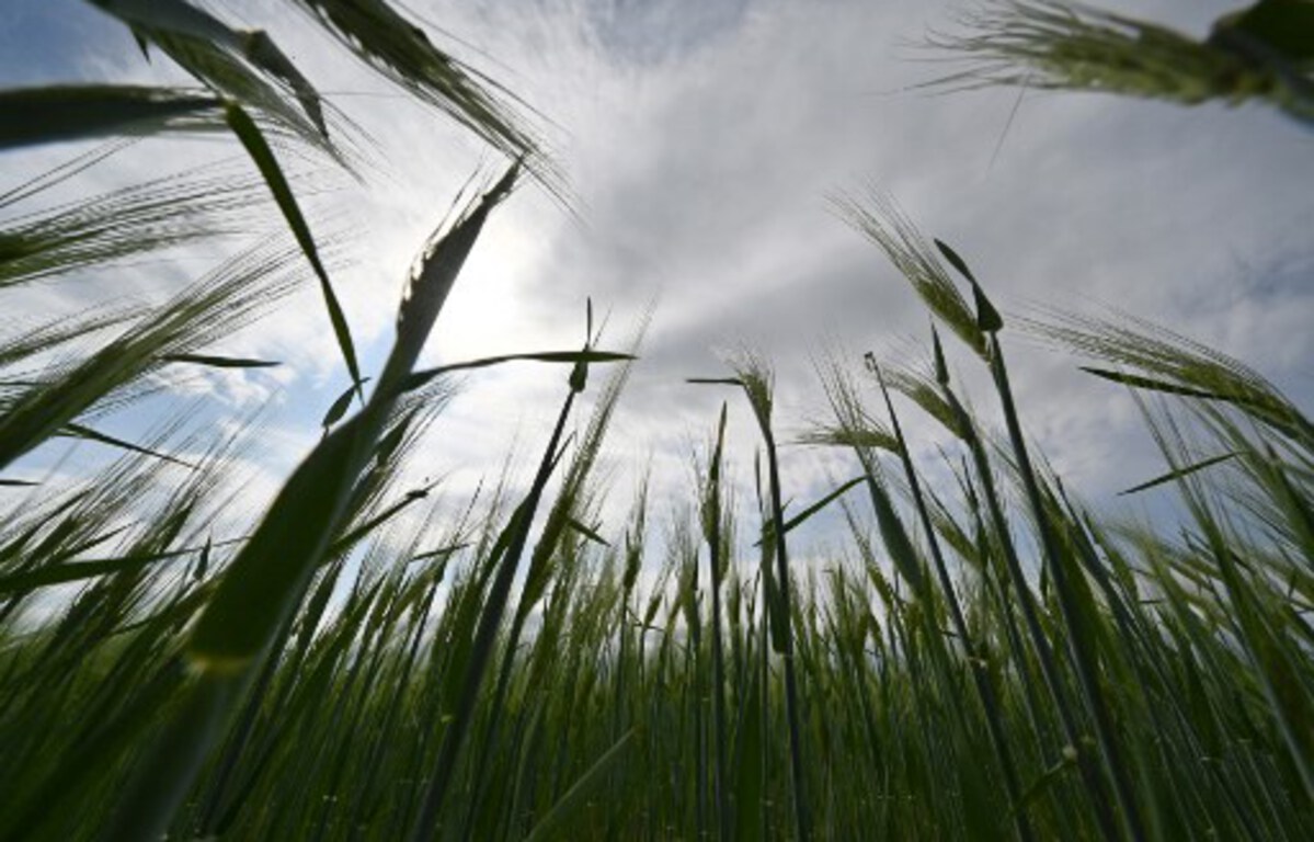 Ucrania ha perdido «una cuarta parte de su tierra agrícola»…