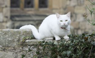 Illustration d'un chat blanc.