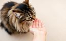 Votre chat vous mordille les doigts ? Attention, ce geste cache souvent un appel à l’aide ou une douleur silencieuse