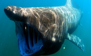 Le requin pèlerin peut mesurer jusqu'à 12 mètres mais est inoffensif pour l'homme.