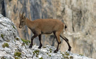 Illustration d'une chèvre.