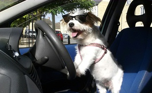 Illustration d'un chien dans une voiture.