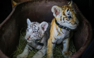 Trois tigres du Bengale, une espèce menacée d'extinction, sont nés au Nicaragua dans un cirque mexicain