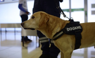 Un chien des douanes renifleur de drogue.