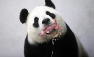 La femelle panda Hao Hao tient son nouveau-né dans sa gueule au zoo de Paira Daiza en Belgique le 2 juin 2016
