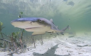 Envie d'une baignade aux côtés de bébés requins?